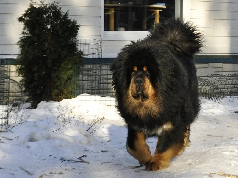תיאור הגזע מהם ההרגלים של כלב מסטיף?