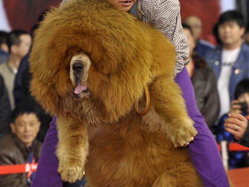 תיאור גזע המסטיף הטיבטי איך נראה מסטיף טיבטי?