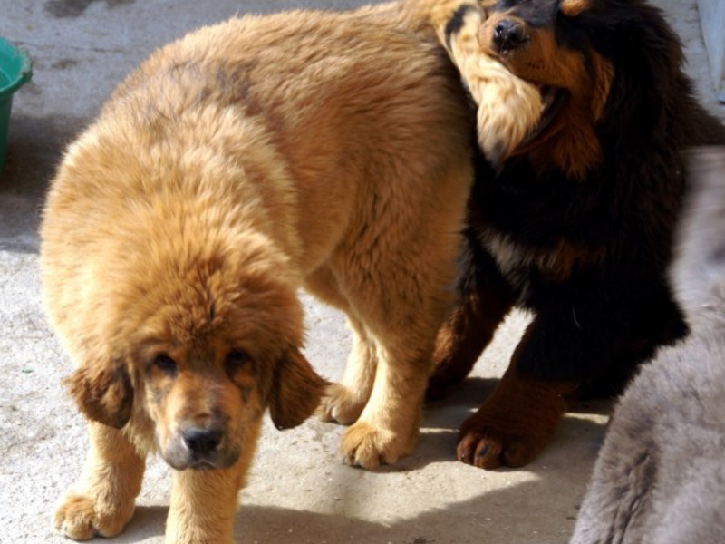 איך לטייל עם מסטיף טיבטי מידע על גזע מסטיף טיבטי