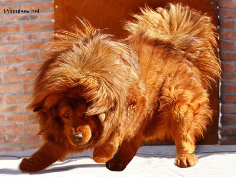 גזע כלבים גדול גזע כלבים מסטיף טיבטי