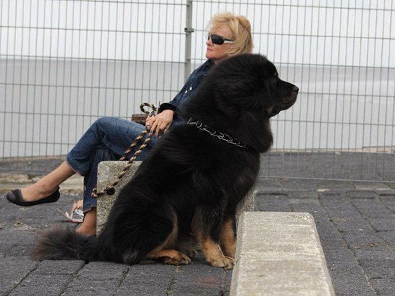 מאפייני גזע על גזע המסטיף הטיבטי