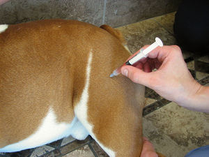 כיצד לתת זריקה תוך שרירית כראוי לכלב הוראות להזרקה תוך שרירית לכלבים