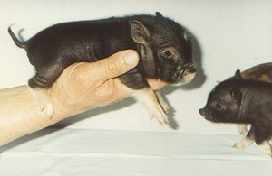 גזע מיני פינג