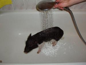 מאפייני בעלי חיים