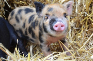 מה להאכיל חזירון מיני