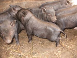 חזירונים וייטנאמיים בעלי כרס