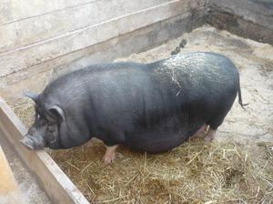 חזיר בטן וייטנאמי עם חזירונים