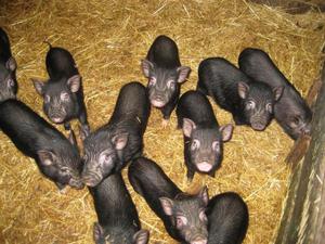 סלמון וייטנאמי עם בטן רכה