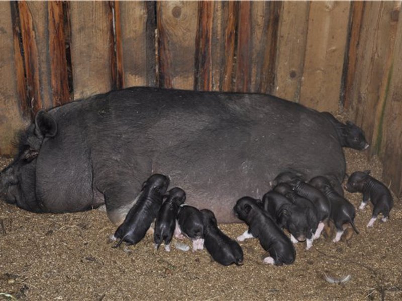 תנאים לגידול חזירונים