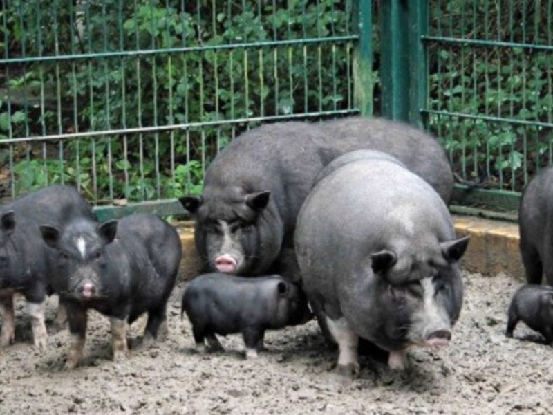 כדי לגדל חזירים בעלי בטן גדולה צריך דיר חזירים קטן.