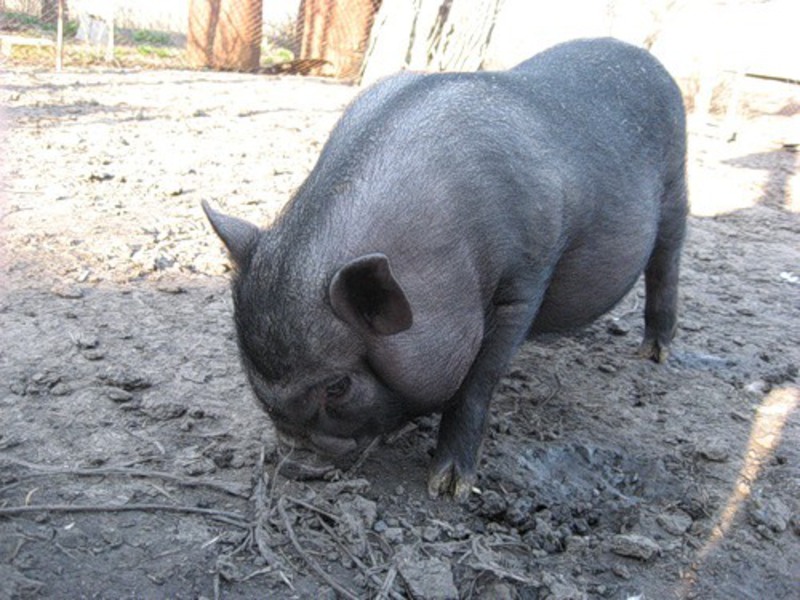 חזיר בטן וייטנאמי עם חזירונים