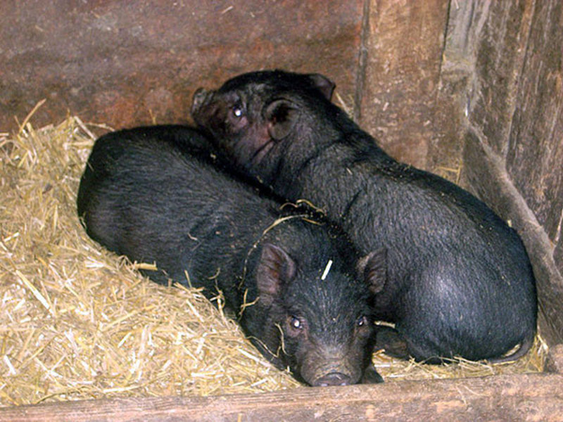 חזירים אוזניים ארוכות וחזירונים