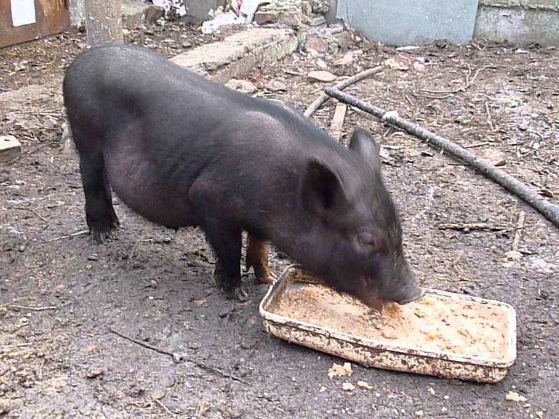 חזירונים וייטנאמיים בעלי כרס