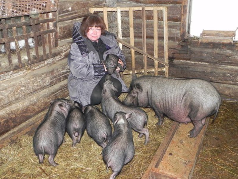 כדי לגדל חזירים בעלי בטן גדולה צריך דיר חזירים קטן.