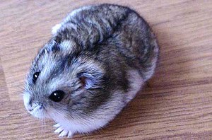 כמה זמן אוגרים ג'ונגריים חיים בבית?