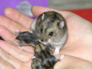 גידול אוגרים ג'ונגריים האוגר הג'ונגרי מתרבה באופן פעיל מאוד.