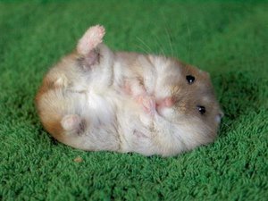 האוגר בתמונה בריא ומאושר.