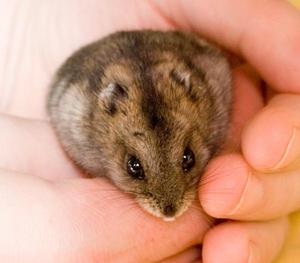 בריאותו הלקויה של אוגר ג'ונגרי מורגשת מיד אוגר חולה מאבד תיאבון ומשקל, ופעילותו פוחתת.