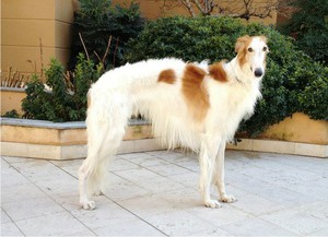 הבורזוי הרוסי הוא כלב יפהפה.