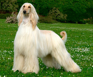 כלב אפגני הוא כלב אנרגטי.