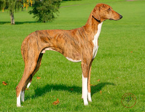 האזאוואך הוא זן פחות מוכר של סייטהאונד.