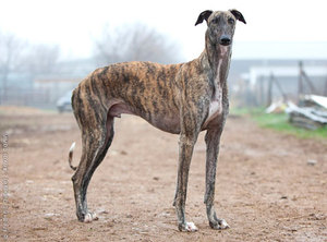 הגאלגו הספרדי הוא גם סוג של סייטהאונד.