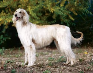 הבאכמול הוא כלב יפהפה וידידותי.