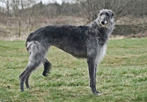 דירהאונד סקוטי הוא גזע סייטהאונד שמקורו בסקוטלנד.