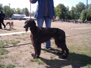איך נראה גזע הכלבים טייגן (להשוואה לאדם בקרבת מקום)