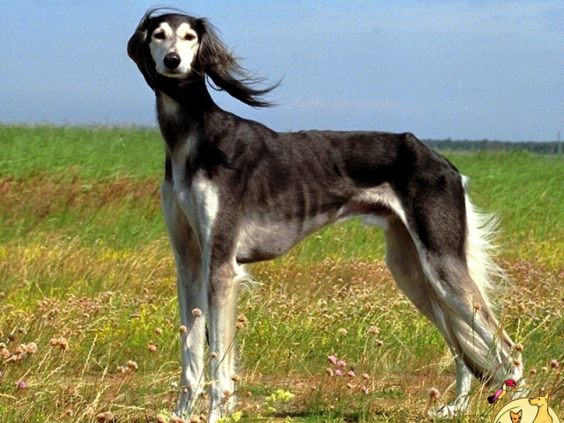 חזירי בר מרכז אסיה http://www.ahsites.ru/editor/40/11612/check#рзые - כלבים אלגנטיים מאוד.