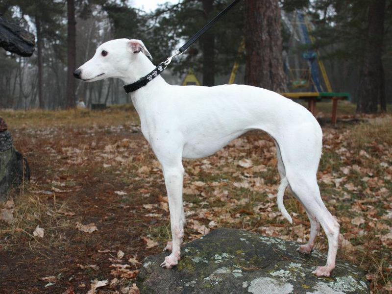 גזע הוויפט הוא עוד גזע פחות מוכר של סייטהאונד.