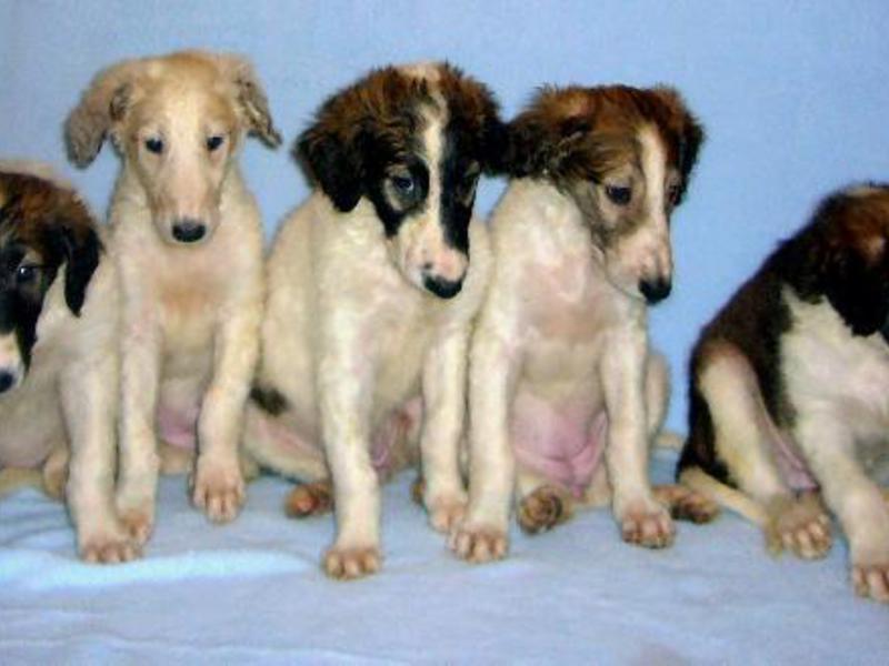 פסוביה רוסית - גורים של כלב הגרייהאונד הרוסי המפורסם.