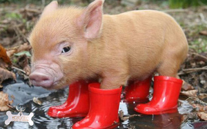 החזיר המיני מוצג בתמונה.