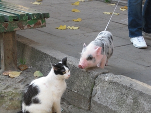חזירון מיני בטיול עם בעליו.