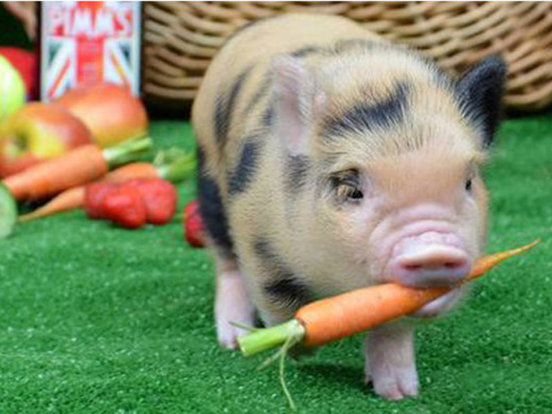 מיני חזיר וגזר - ניתן להעריך את הגודל