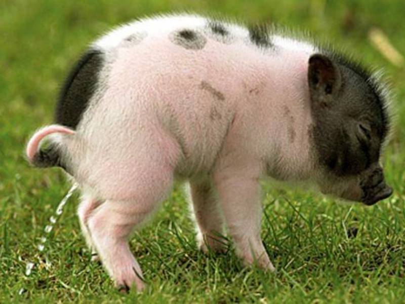 חזירים דקורטיביים מיניאטוריים (מיני-חזירים) הם אהובים על אנשים רבים.