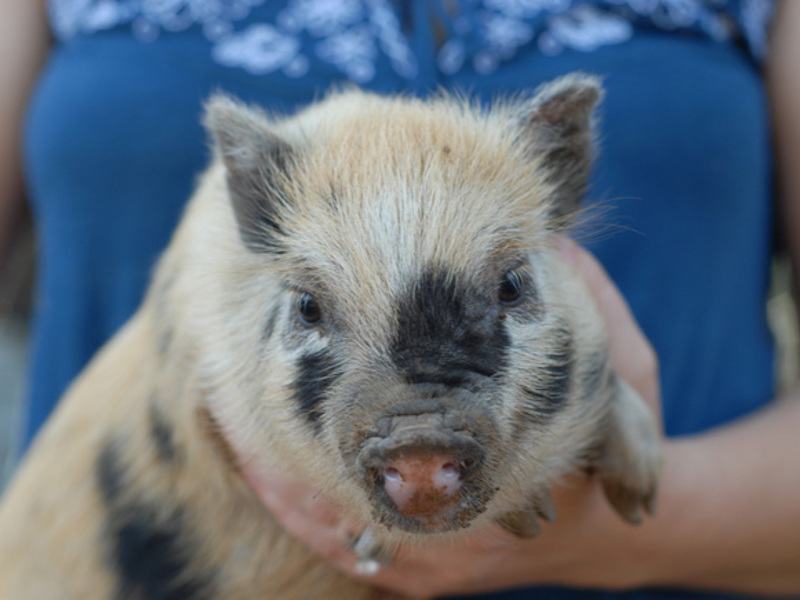 גידול מיני-חזירים אינו דורש שום דבר מסובך במיוחד.