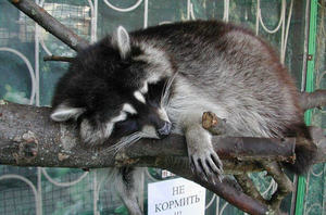 דביבון ישן - תמונה איזה סוג של חיה הוא דביבון?