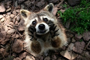 הדביבון הוא חיה יפהפייה.