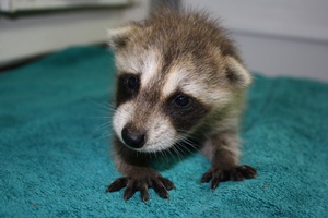 דביבון תינוק בבית גור הדביבון מסתגל היטב לתנאי הבית.