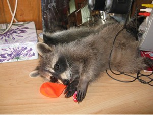 שמירה על דביבון בבית גידול דביבון בבית אינו קשה יותר מגידול חתול או כלב.