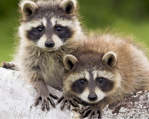 דביבונים מבויתים הם מאוד ידידותיים