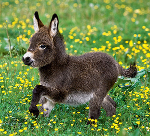 מה ההבדל בין חמור לאתון? חמור וחמור - במה הם שונים זה מזה?