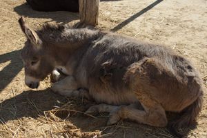 חמורים הם חיות שימושיות אך מוזרות מאוד.