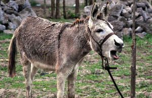 חמור וחמור הם ההבדלים בשמות שאומצו באזורים שונים.