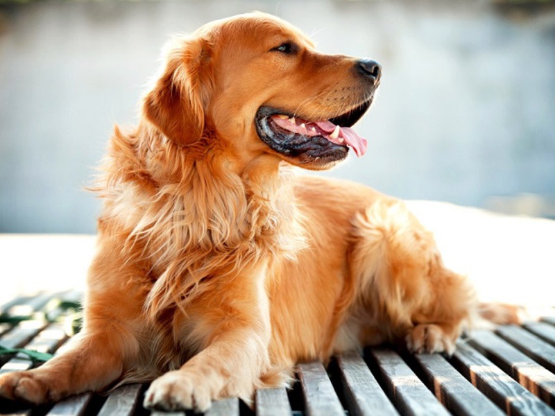 תמונה מקרוב של רטריבר תמונה של רטריבר - חיה מחייכת בחופשה