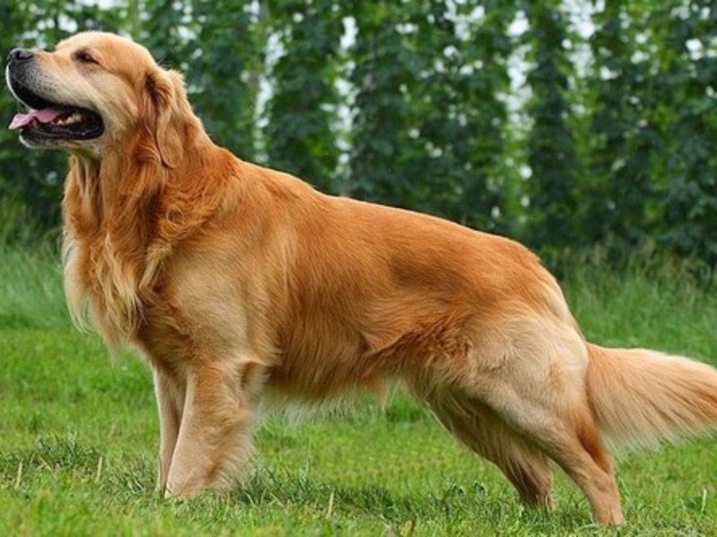 גולדן רטריבר - בוגר גולדן רטריבר רץ לטיול - הכלב פעיל וחברותי.