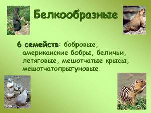 סנאים, איזו משפחה הם? סנאים הם משפחה של מכרסמים.