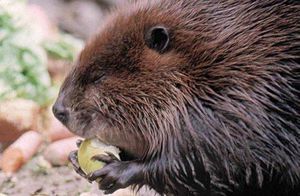 בונה מצוי - תמונה בונה - איך נראה בעל החיים הזה?
