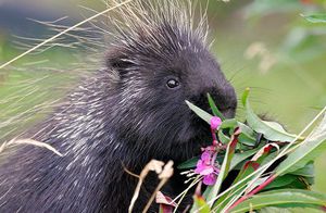 דורבן צפון אמריקאי - מאפיינים ותזונה. התמונה מראה דורבן